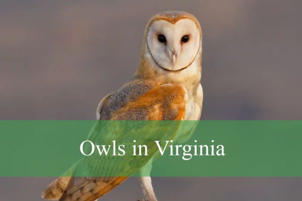 Owls in Virginia