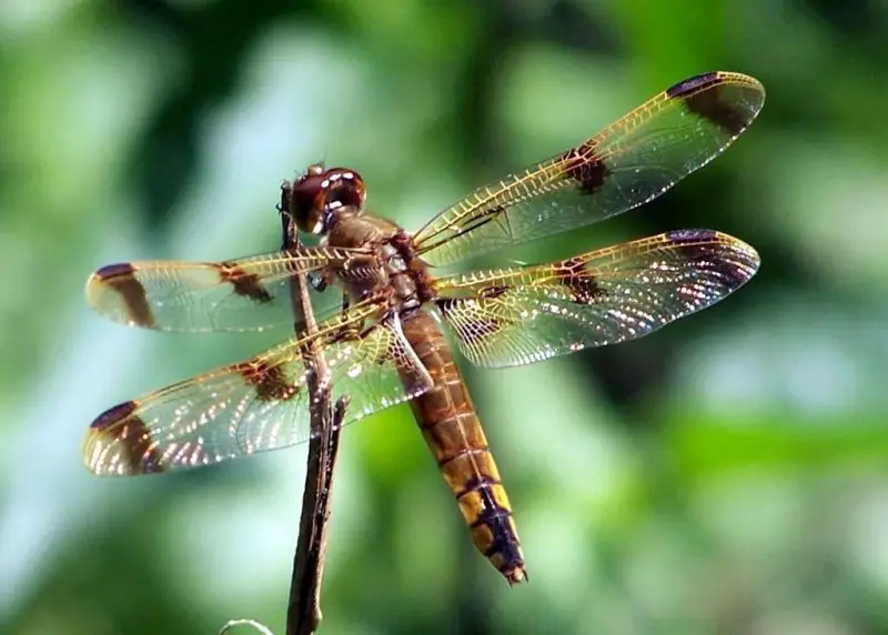 Dragonflies in Florida