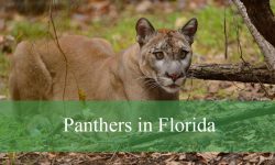 Can You Believe There Are Panthers in Florida