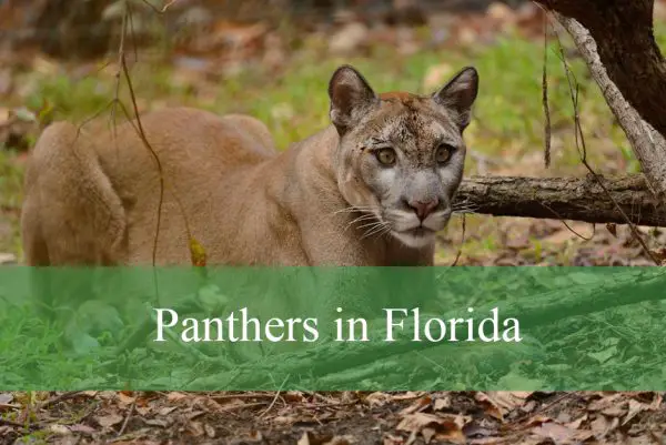 Panthers in Florida