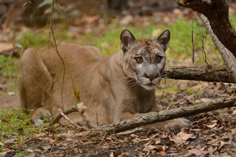 Panthers in Florida
