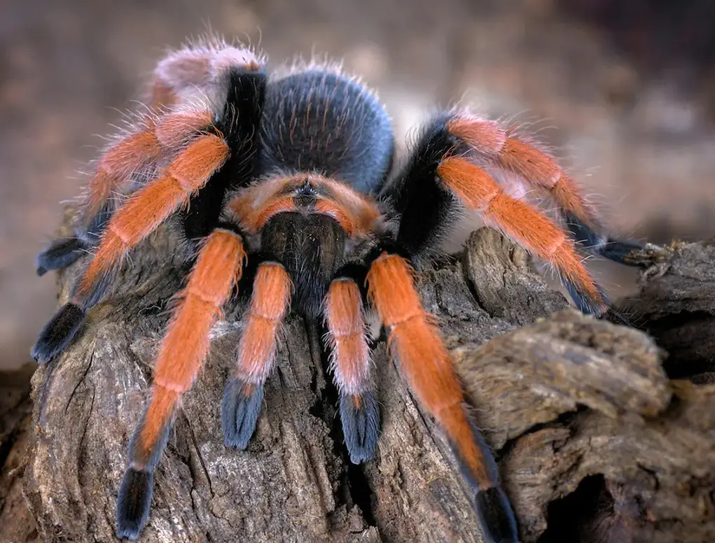 Tarantulas in California