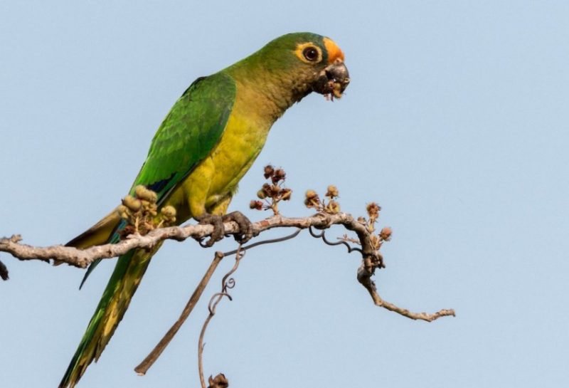 Green Birds in Florida