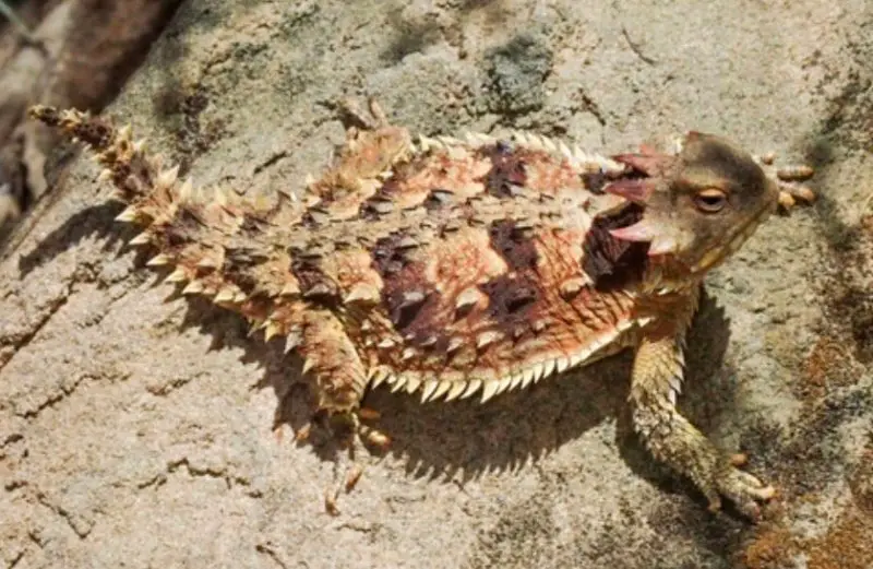 Lizards in Colorado