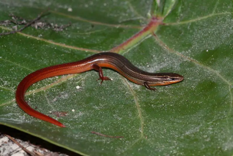 Lizards in Georgia