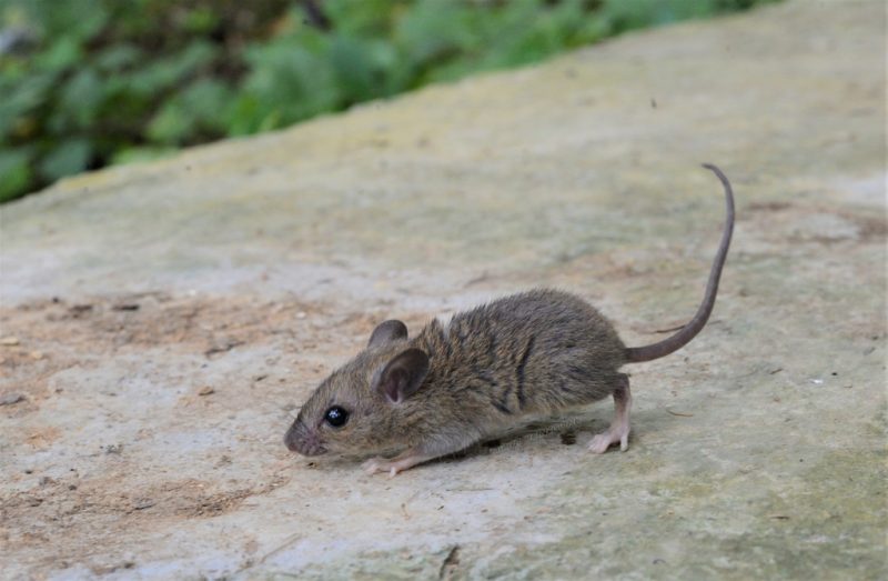 Rodents in Hawaii