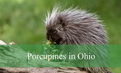 Porcupines in Ohio: Everything You Need to Know