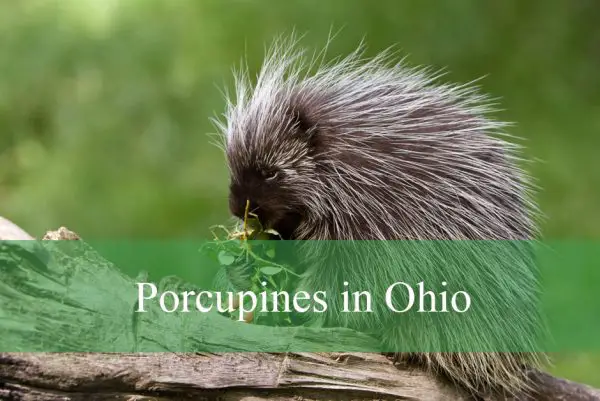 Porcupines in Ohio