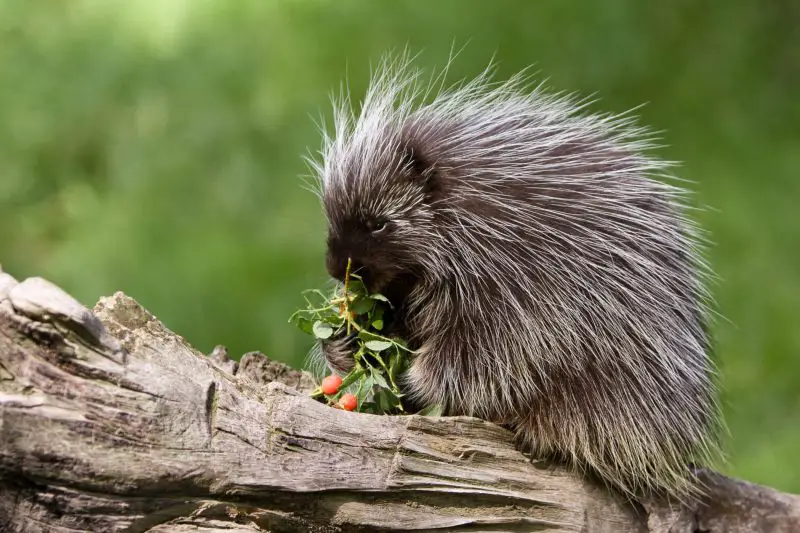 Porcupines in Ohio