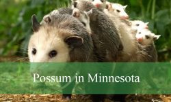 Possum in Minnesota: Identification, Behavior, and Unique Traits