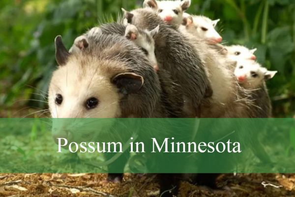 Possum in Minnesota