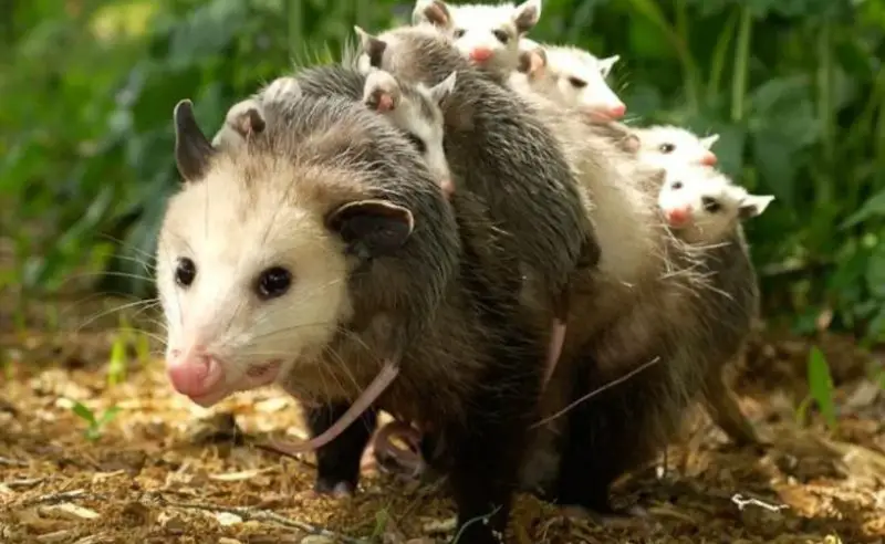 Possum in Minnesota