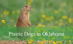 Prairie Dogs in Oklahoma: Everything You Need to Know