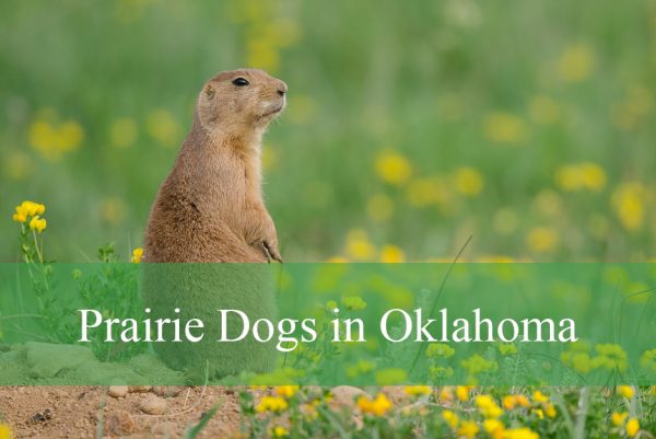 Prairie Dogs in Oklahoma