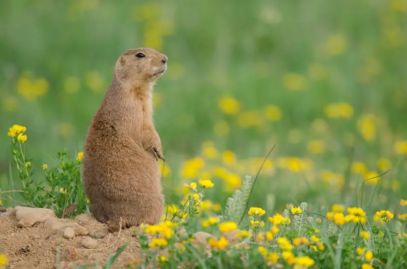 Prairie Dogs in Oklahoma