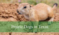 2 Types of Prairie Dogs in Texas (With Pictures and Identification)