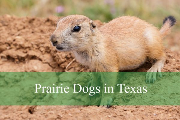 Prairie Dogs in Texas