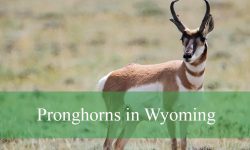 Pronghorns in Wyoming: Exploring Wyoming’s Unique Wildlife