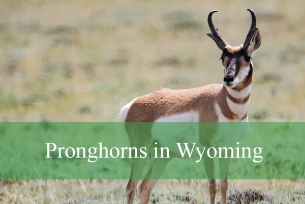 Pronghorns in Wyoming