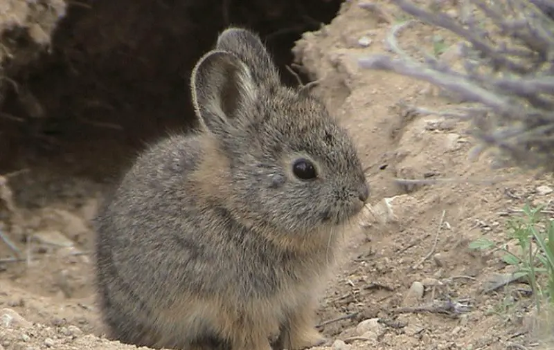 Wild Rabbits in Oregon