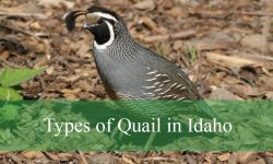 4 Types of Quail in Idaho (With Pictures and Identification)
