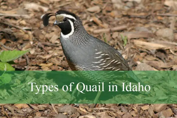 Quail in Idaho