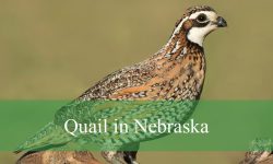 5 Types of Quail in Nebraska (With Pictures and Identification)