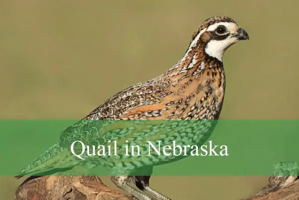 Quail in Nebraska