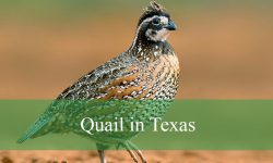 5 Types of Quail in Texas (With Pictures and Identification)