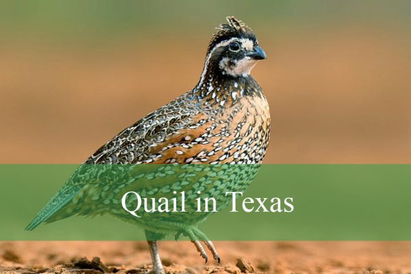 Quail in Texas