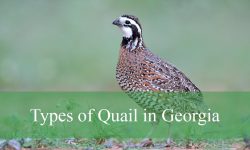 3 Types of Quail in Georgia (With Pictures and Identification)