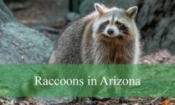 Raccoons in Arizona: Types, Lifestyle, and Where They Are Found