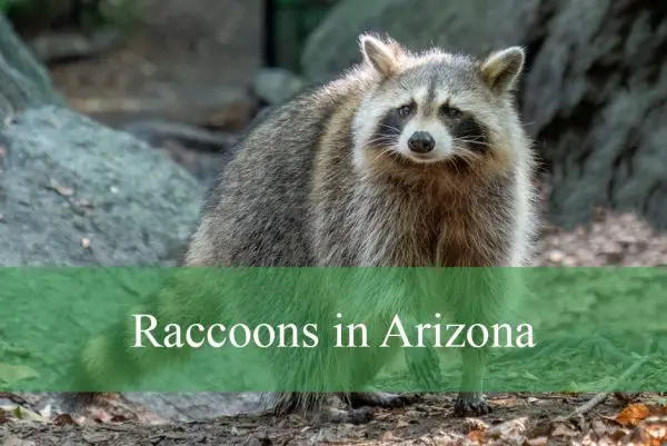 Raccoons in Arizona