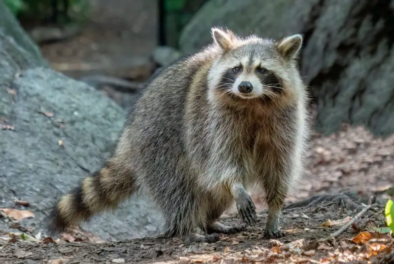 Raccoons in Arizona