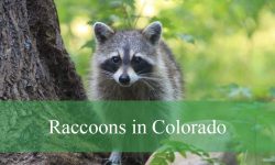 Raccoons in Colorado: Identification, Habits, and Where They Live