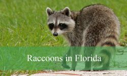 3 Types of Raccoons in Florida (With Pictures and Identification)