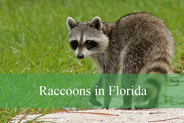 Raccoons in Florida