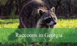 Why Are Raccoons in Georgia Becoming Hyper-Intelligent