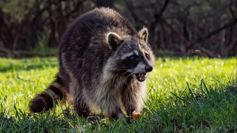 Raccoons in Georgia