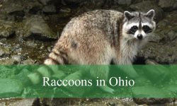 4 Types of Raccoons in Ohio (With Pictures and Identification)