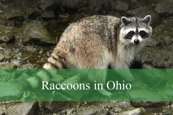 Raccoons in Ohio