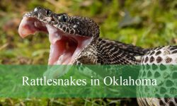 Uncover the Truth About Rattlesnakes in Oklahoma’s Grasslands