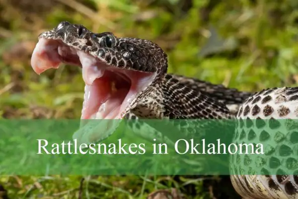 Rattlesnakes in Oklahoma