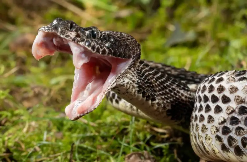 Rattlesnakes in Oklahoma