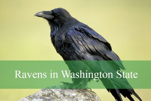 Ravens in Washington State