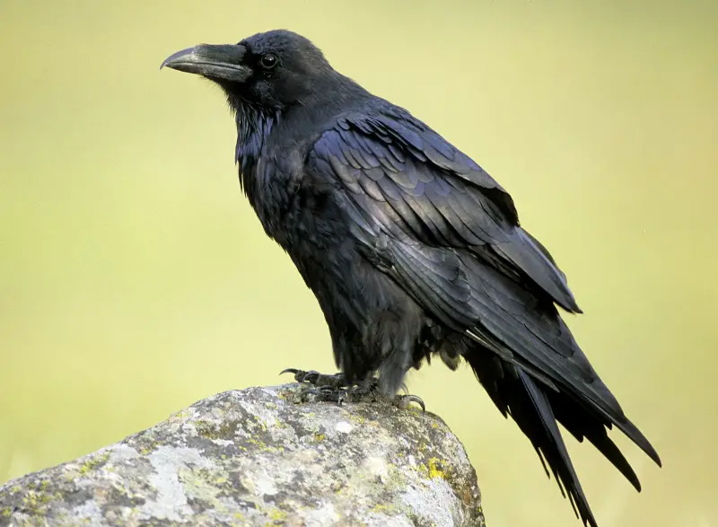 Ravens in Washington State