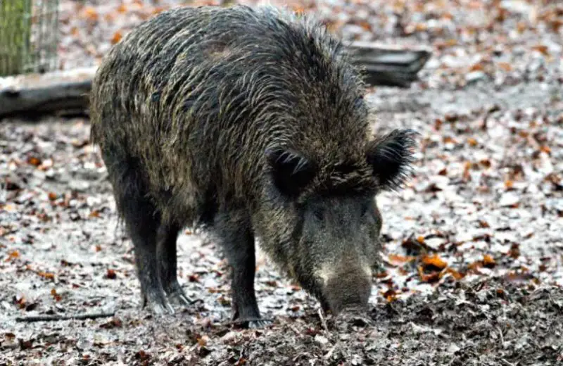 Wild Hogs in Texas