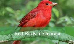15 Red Birds in Georgia (With Pictures and Identification)