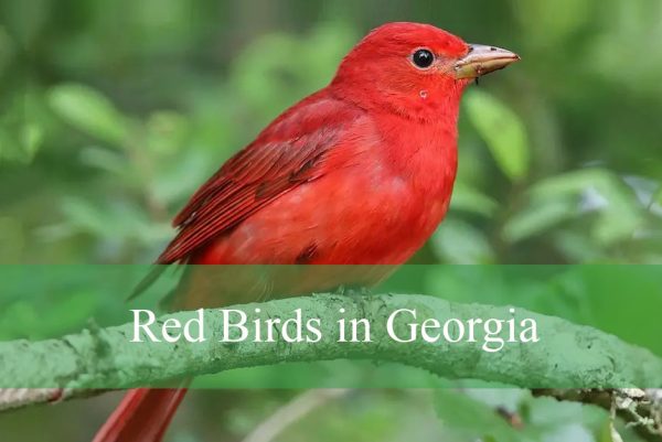 Red Birds in Georgia
