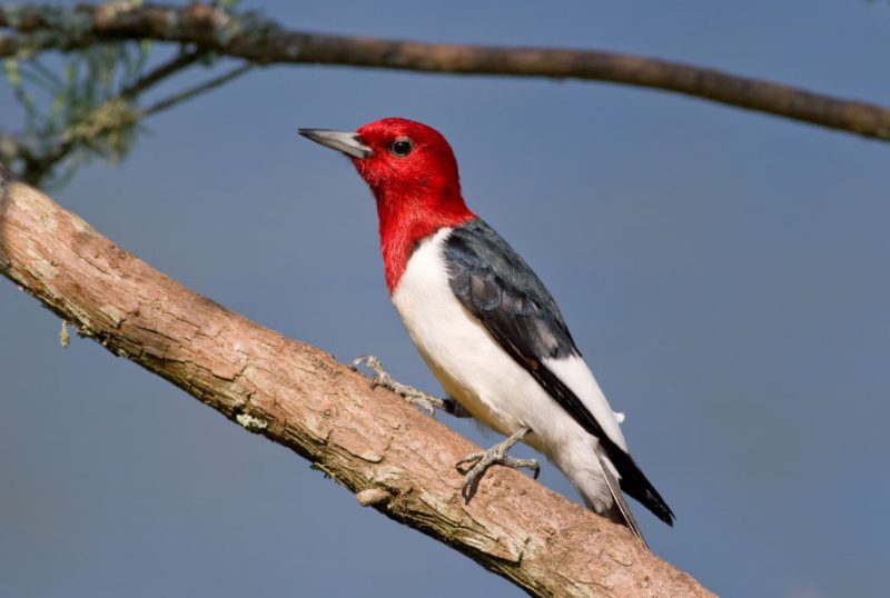 Woodpeckers in Missouri